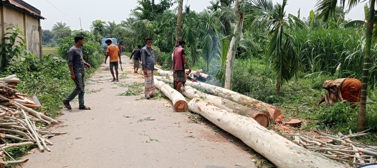 কালাইয়ে সুফলভোগীর লাগানো গাছ কর্তনের অভিযোগ সামছুলের বিরুদ্ধে