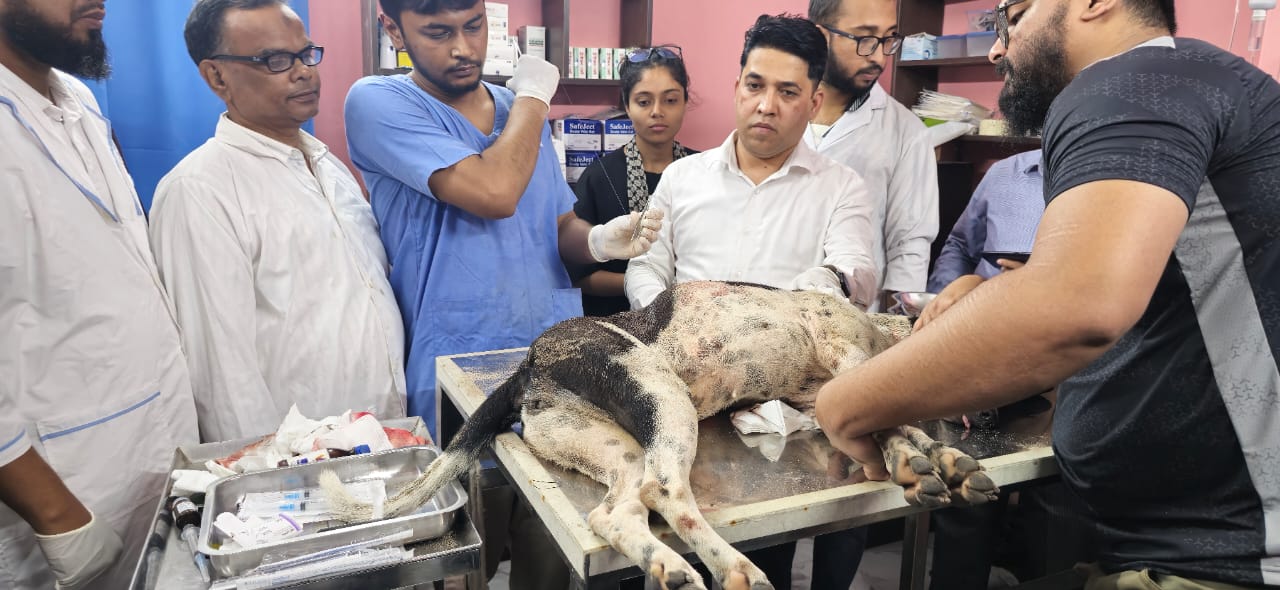 বগুড়ায় পথকুকুরকে ধারালো অস্ত্র দিয়ে জখমের অভিযোগে ব্যবসায়ী গ্রেপ্তার