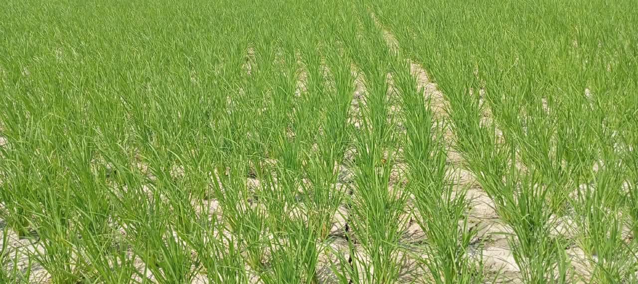 কালাইয়ে বৃষ্টির অভাবে শুকিয়ে যাচ্ছে রোপা আমন খেত, শঙ্কায় কৃষক