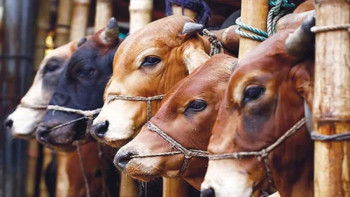 কোরবানির জন্য প্রস্তুত ১ কোটি ২৩ লাখ গবাদিপশু, চাহিদার তুলনায় বাড়তি ২২ লাখ
