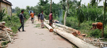কালাইয়ে সুফলভোগীর লাগানো গাছ কর্তনের অভিযোগ সামছুলের বিরুদ্ধে
