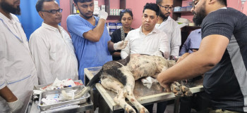বগুড়ায় পথকুকুরকে ধারালো অস্ত্র দিয়ে জখমের অভিযোগে ব্যবসায়ী গ্রেপ্তার