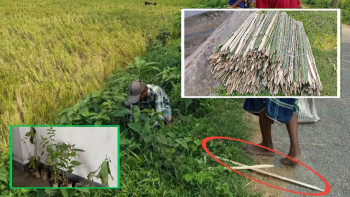 শাজাহানপুরে সরকারি বরাদ্দে বৃক্ষরোপণ কর্মসূচিতে  অনিয়মের অভিযোগ