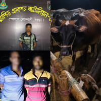 র‌্যাব-১২-এর পৃথক অভিযানে গরু চুরি মামলার ৩ আসামি গ্রেপ্তার, ট্রাকসহ ৫টি গরু উদ্ধার