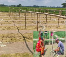 জয়পুরহাটে রাতের আঁধারে কৃষকের লাউগাছ কেটে দিল দুর্বৃত্তরা