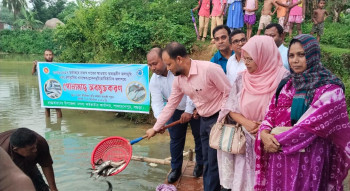 শাজাহানপুরে ১৪ জলাভূমিতে পোনামাছ অবমুক্ত প্রশাসনের।